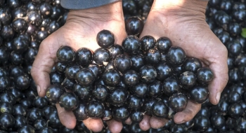 Temporada da jabuticaba de Hidrolândia espera por visitantes de todo país